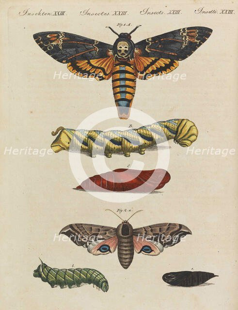 Children's Picture Book (Children's encyclopaedia) by Friedrich Johann Justin Bertuch, 1798-1830. Creator: Pupils of the Weimar Princely Free Drawing School.