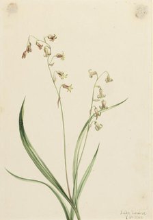 Bronzebells (Stenanthium occidentale), 1906. Creator: Mary Vaux Walcott.