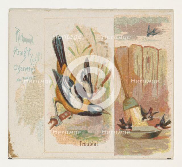 Troupial, from the Song Birds of the World series (N42) for Allen & Ginter Cigarettes, 1890. Creator: Allen & Ginter.