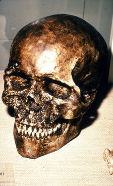 Reconstructed Skull of Cromagnon Man, c20th century. Artist: Unknown.