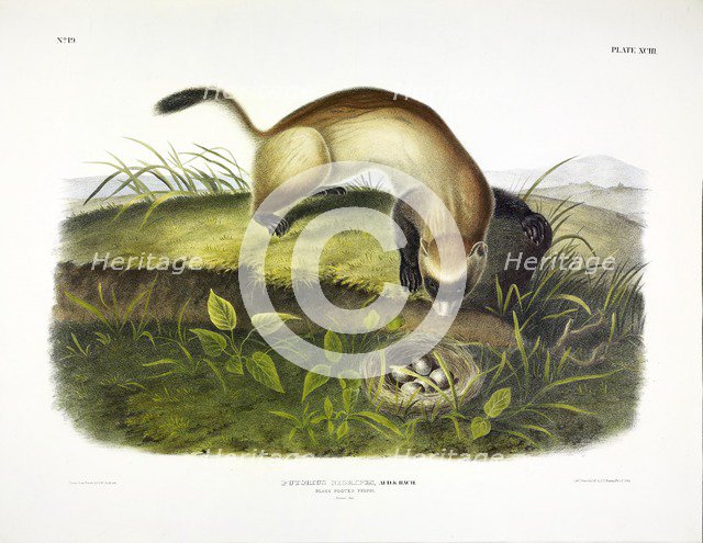 Black Footed Ferret, Putorius Nigripes, 1845.