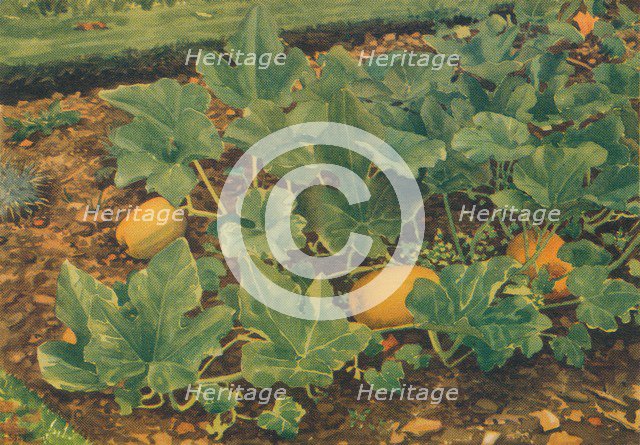 'Vegetable Marrows', 1947. Artist: JE Sowerby.