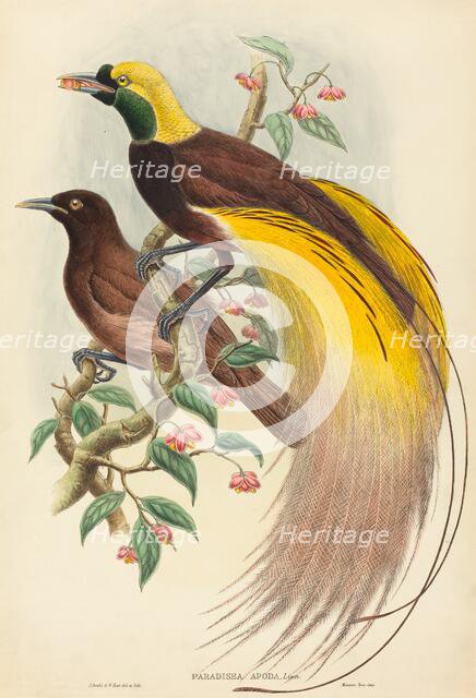 Bird of Paradise (Paradisea apoda), published 1875-1888. Creators: John Gould, William Matthew Hart.