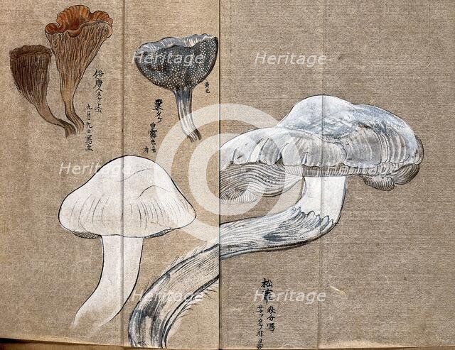 Three types of fungi, including a Cantharellus species. Creator: Unknown.