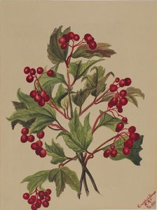 Grouseberry (Viburnum americanum), 1880. Creator: Mary Vaux Walcott.