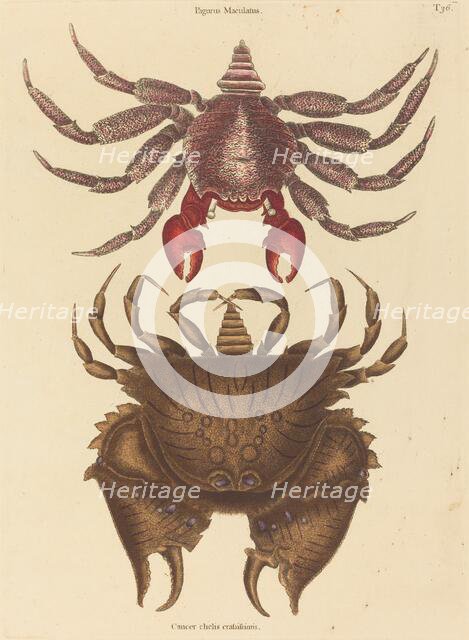 Red Mottled Rock-crab (Cancer grapsus), published 1731-1743. Creator: Mark Catesby.
