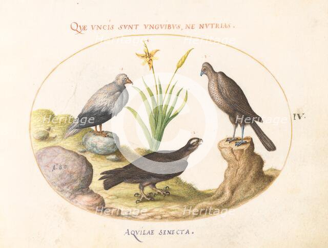 Animalia Volatilia et Amphibia (Aier): Plate IV, c. 1575/1580. Creator: Joris Hoefnagel.