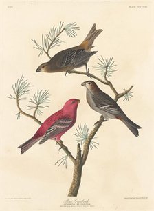 Pine Grosbeak, 1837. Creator: Robert Havell.