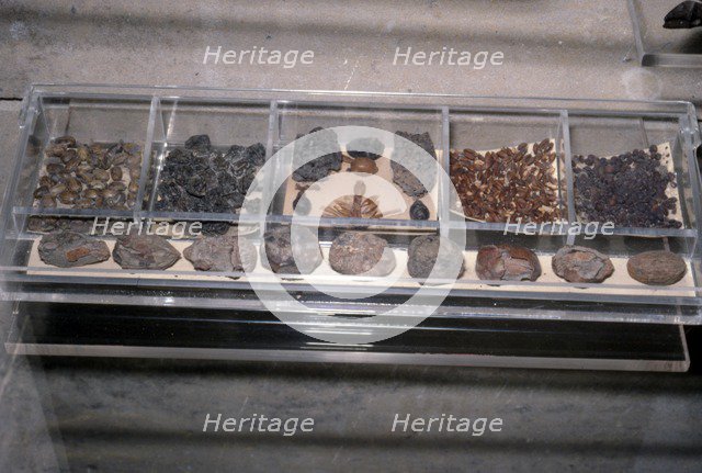 Egyptian Food from tombs. Grain, bread, beans as Funerary offerings.  Artist: Unknown.