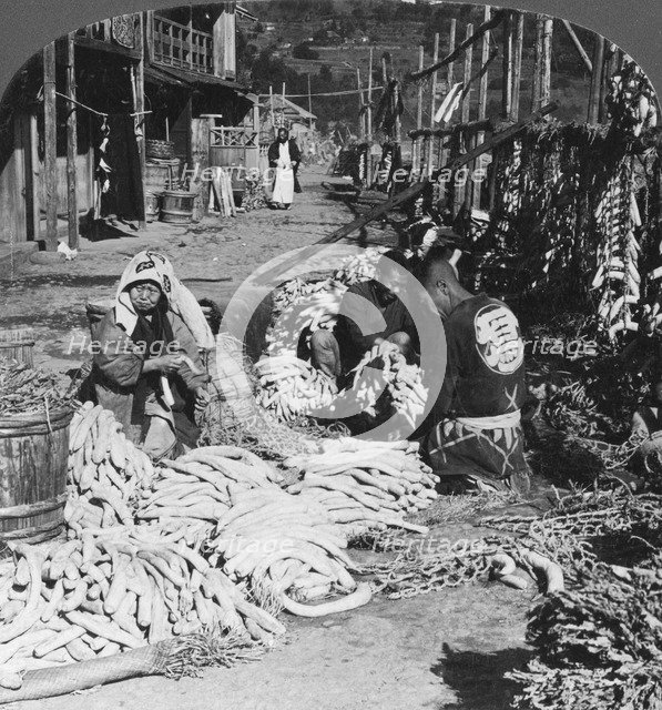 Sorting and packing daikon (Japanese radishes) on the waterfront, Atami, Japan, 1906. Artist: HC White