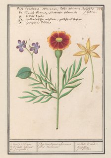 Tagetes (Tagetes), pansy (viola) and daffodil (Narcissus), 1596-1610. Creators: Anselmus de Boodt, Elias Verhulst.