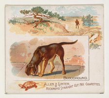 Bloodhound, from Quadrupeds series (N41) for Allen & Ginter Cigarettes, 1890. Creator: Allen & Ginter.