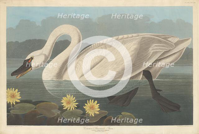 Common American Swan, 1838. Creator: Robert Havell.
