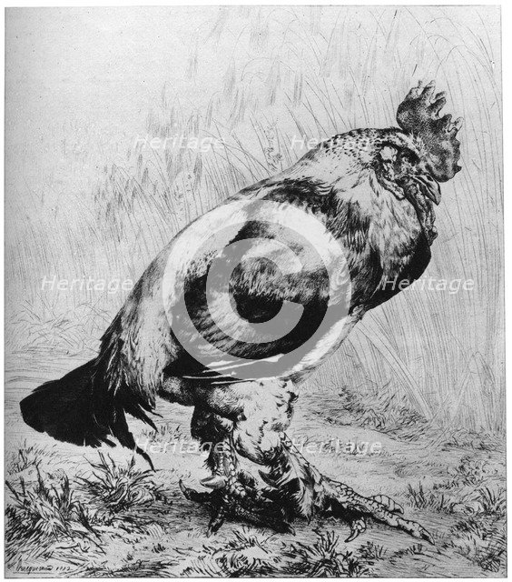'La Coq', c1850-1910, (1924).Artist: Felix Bracquemond