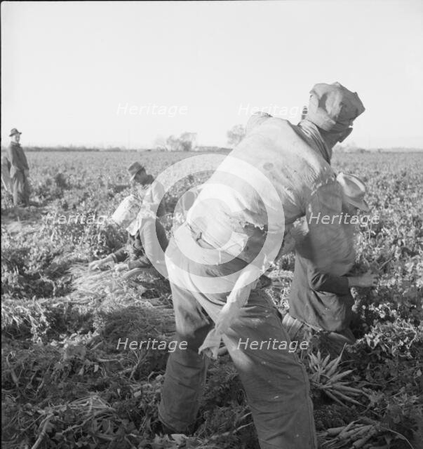 Large scale agriculture, near Meloland, Imperial Valley, 1939. Creator: Dorothea Lange.