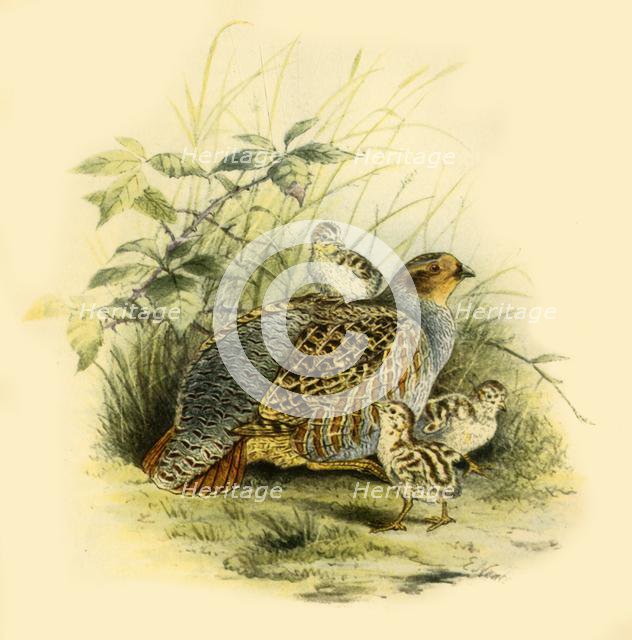 'Partridge and Chicks', 1877, (1942).  Creator: Edward Neale.