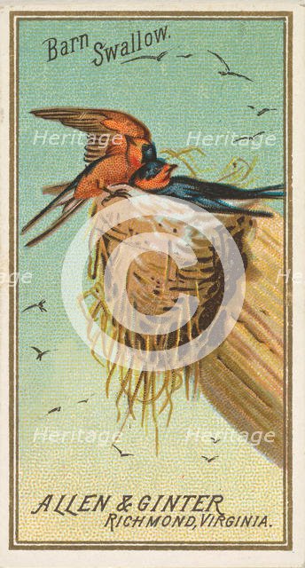 Barn Swallow, from the Birds of America series (N4) for Allen & Ginter Cigarettes Brands, 1888. Creator: Allen & Ginter.