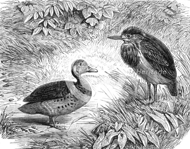 Recent additions to the Zoological Society’s Collection, Regent’s Park, 1864. Creator: Pearson.