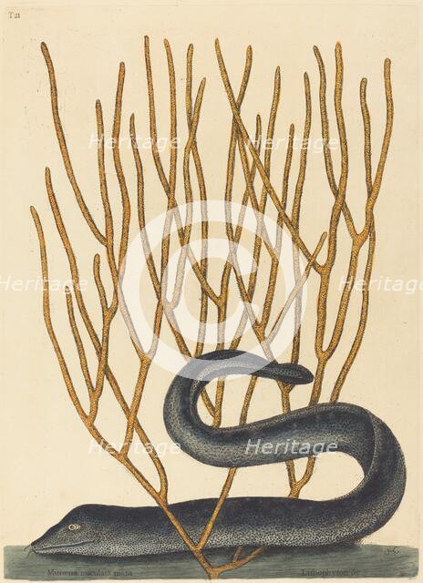 The Black Muray (Muraenae helenae varietas), published 1754. Creator: Mark Catesby.