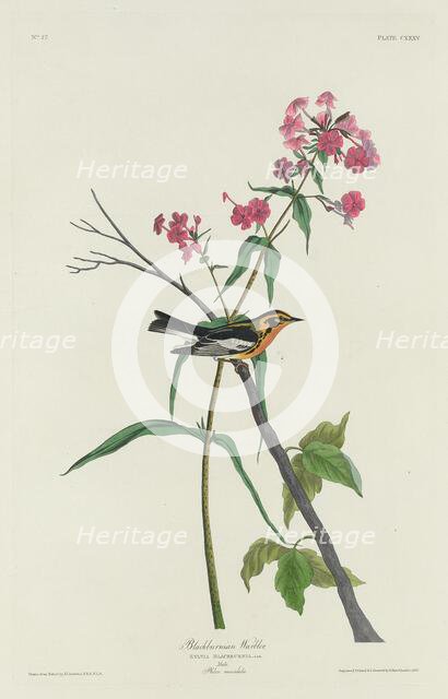 Blackburnian Warbler, 1832. Creator: Robert Havell.