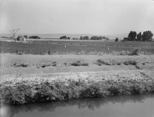 Washington, Yakima Valley, near Wapato, 1939. Creator: Dorothea Lange.