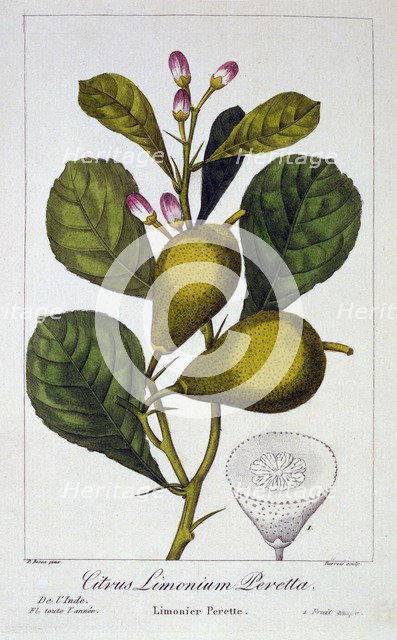 Peretta Lemon, pub. 1836. Creator: Panacre Bessa (1772-1846).