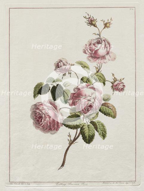 A Collection of Flowers Drawn after Nature - Cabbage Province Rose, 1801. Creator: John Edwards (British).
