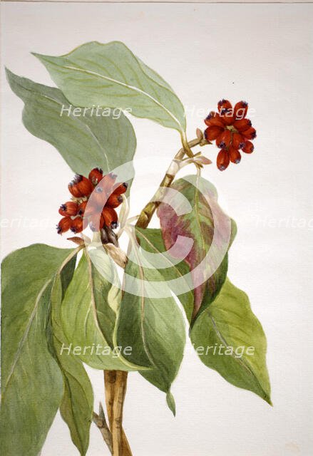 Pacific Dogwood (Cornus nuttallii), 1933. Creator: Mary Vaux Walcott.