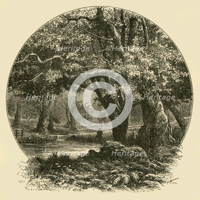 'Oaks at Bradgate', 1898. Creator: Unknown.