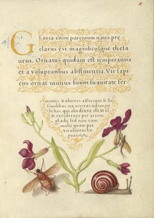 Gillyflower, Mayfly, Fly, and Snail, 1561-1562; illumination added 1591-1596. Creator: Joris Hoefnagel.