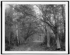 An autumn woodland, (1902?). Creator: William H. Jackson.