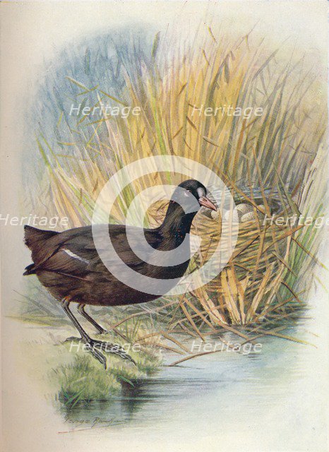 'Coot - Fu'lica at'ra', c1910, (1910). Artist: George James Rankin.