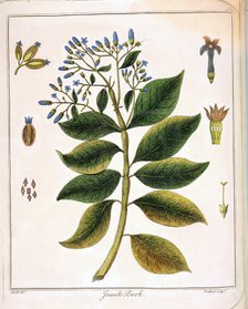 Cinchona (Jesuit's or Peruvian Bark) 1795. Artist: Unknown