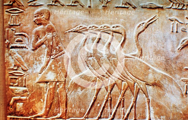 Geese, wall relief from the Tomb of Ptahhotep, Saqqara, Egypt, 24th century BC. Artist: Unknown