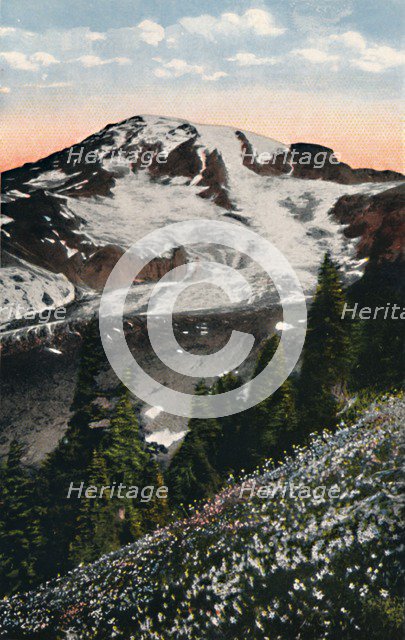 'Avalanche Lilies, growing on Mount Rainier', c1916. Artist: Asahel Curtis.