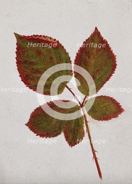 Autumn leaves of bramble (Rubus species), c19th century. Creator: Unknown.
