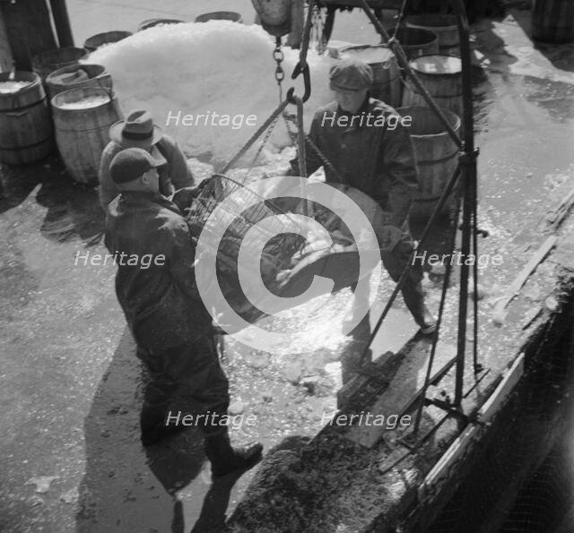 Fulton fish market dock stevedores unloading and weighing fish in the early morning, New York, 1943. Creator: Gordon Parks.