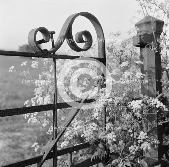 Cow parsley growing through a decorative wrought-iron gate...Lewes district of East Sussex, 1959. Creator: John Gay.