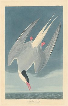 Arctic Tern, 1835. Creator: Robert Havell.