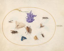 Plate 33: Moth and Butterfly with other Insects and a Columbine Flower, c. 1575/1580. Creator: Joris Hoefnagel.