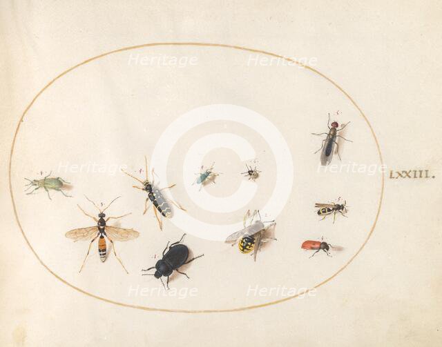 Plate 73: Ten Insects, c. 1575/1580. Creator: Joris Hoefnagel.