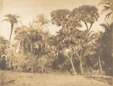 Bois de Dattiers et de Doums, à Hamarneh, 1849-50. Creator: Maxime du Camp.