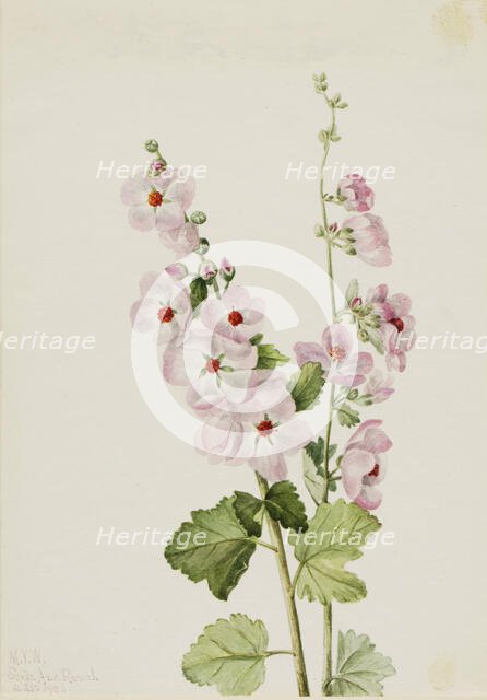 Orange-Eye Globemallow (Sphaeralcea davidsonii), 1926. Creator: Mary Vaux Walcott.