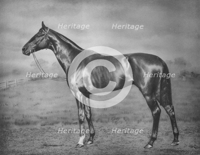 'Polymelus', 1902-1924, (1911). Artist: Unknown.