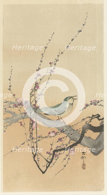 Songbird and plum blossom. Creator: Ohara, Koson (1877-1945).