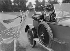 Woman in a BSA car feeding a deer in Richmond Park, Surrey, c1920s. Artist: Bill Brunell.