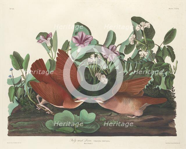 Key-west Dove, 1833. Creator: Robert Havell.
