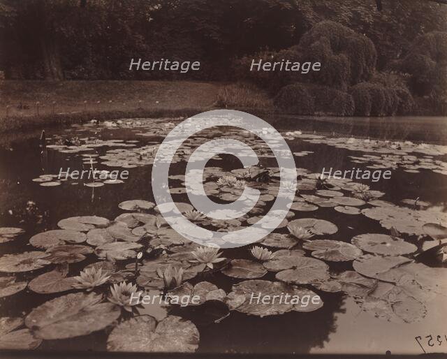 Nymphéas (Bagatelle), 1925. Creator: Eugene Atget.