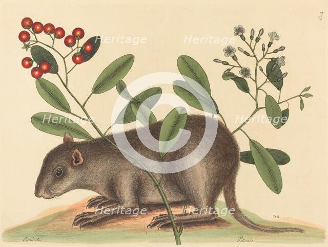 The Bahama Coney (Mus Monax), published 1754. Creator: Mark Catesby.