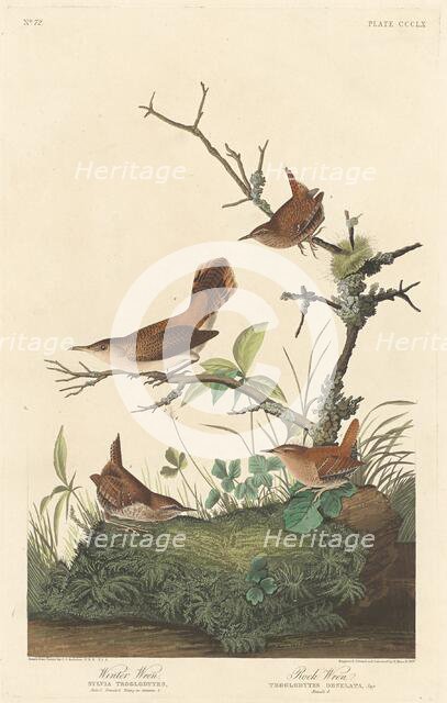 Winter Wren and Rock Wren, 1837. Creator: Robert Havell.